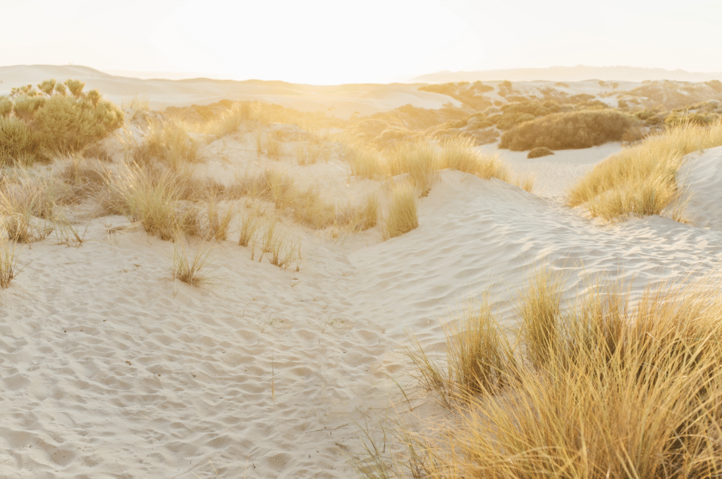 Golden sand dunes at sunset with grass patches.